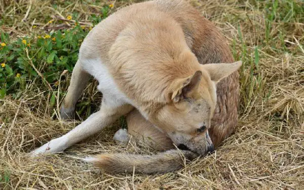 Os 6 melhores remédios para pulgas em cachorros