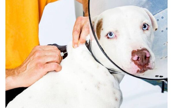 Microchips para cães: entenda como funcionam?