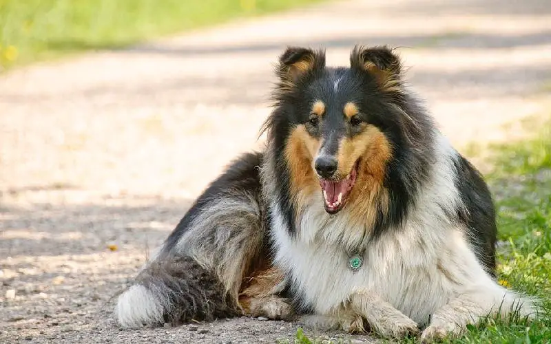 os-cachorros-mais-fofos-do-mundo