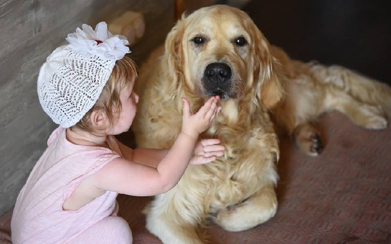 os-cachorros-mais-fofos-do-mundo