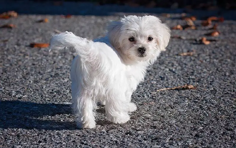 Os-cachorros-mais-fofos-do-mundo