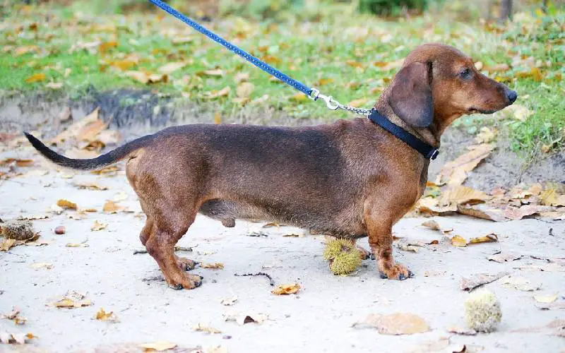 Os-cachorros-mais-fofos-do-mundo