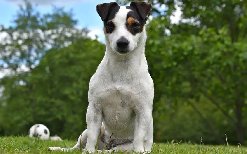 Os-cachorros-mais-fofos-do-mundo