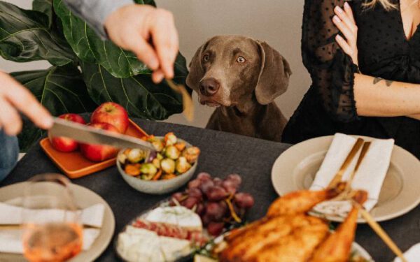 Cachorros podem comer ossos de frango?