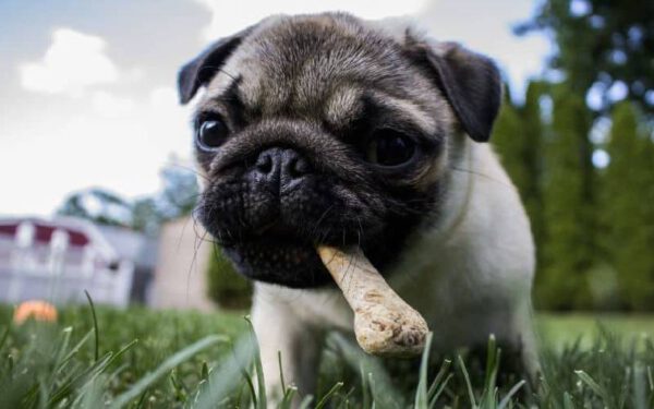 Cachorros podem comer ossos de frango?