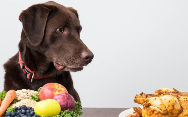 Cachorros podem comer ossos de frango?