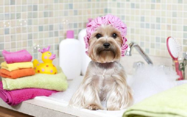 Os melhores xampus para a pele sensível dos cachorros Os melhores xampus para a pele sensível dos cachorros