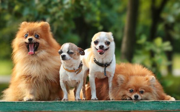 Os problemas dentários dos chihuahuas