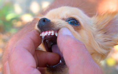 Os problemas dentários dos chihuahuas
