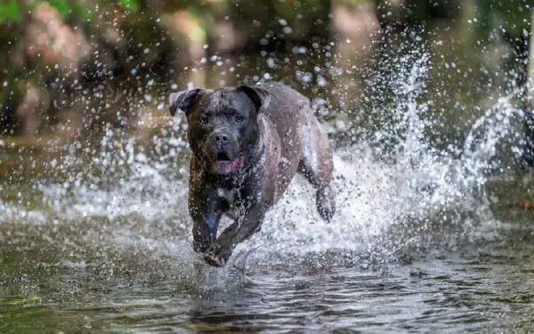 raças de cães dóceis e equilibrados