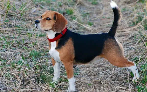 raças de cães dóceis e equilibrados