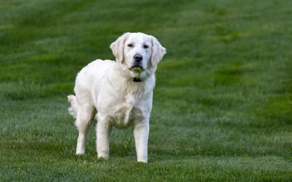 raças de cães dóceis e equilibrados