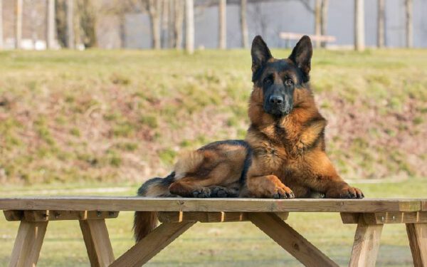 raças de cães dóceis e equilibrados