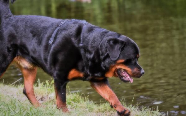 raças de cães dóceis e equilibrados