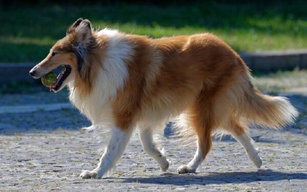 raças de cães dóceis e equilibrados