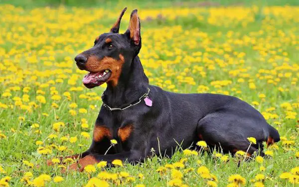 raças de cães dóceis e equilibrados