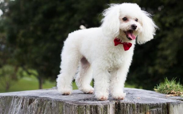 raças de cães dóceis e equilibrados