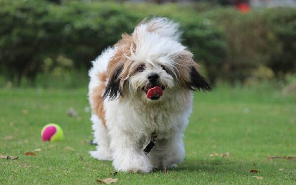 raças de cães dóceis e equilibrados