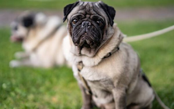 Raças de cães ideais para pessoas preguiçosas