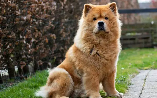 Raças de cães ideais para pessoas preguiçosas