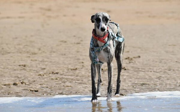 Raças de cães ideais para pessoas preguiçosas