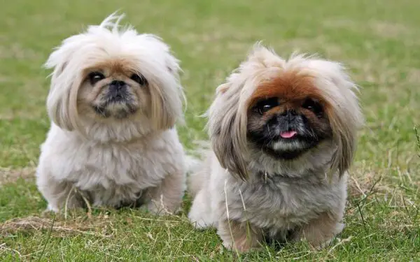 Raças de cães ideais para pessoas preguiçosas