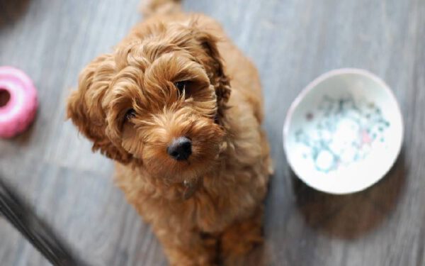 As melhores rações naturais para cachorros