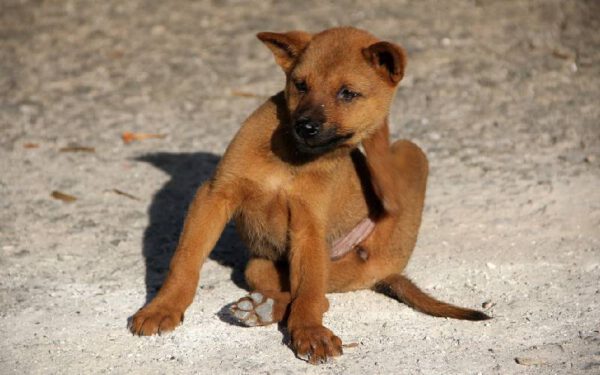 Remédios caseiros para acabar com as pulgas nos cachorros