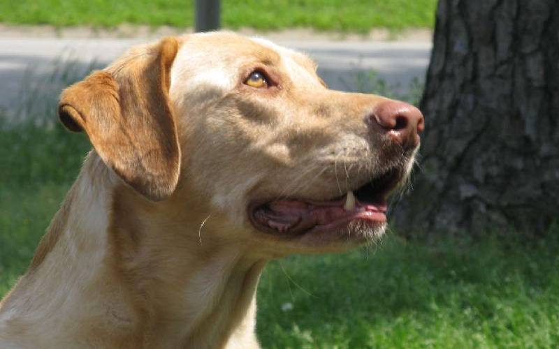 Retriever do labrador 13 problemas de saúde mais comuns