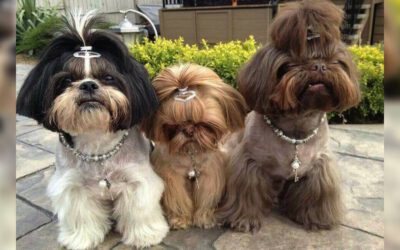 tipos-de-tosa-para-shih-tzu