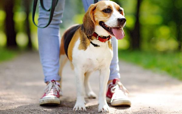 raças de cães mais dóceis e amigáveis