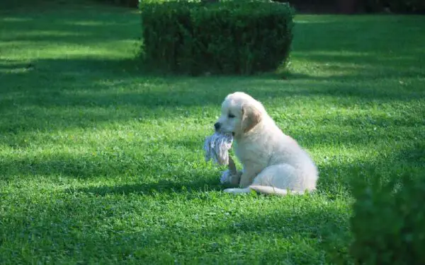 Cachorro destruindo tudo: dicas para resolver o problema