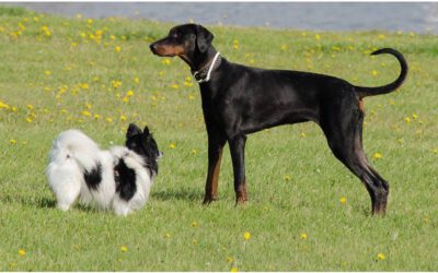 Dicas-para-ensinar-o-cachorro-a-ignorar-outros-animais-na-rua