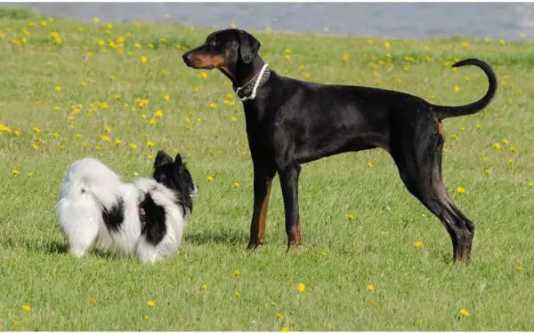 Dicas para ensinar o cachorro a ignorar outros animais na rua