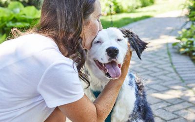 05 dicas para viver com um cachorro com câncer