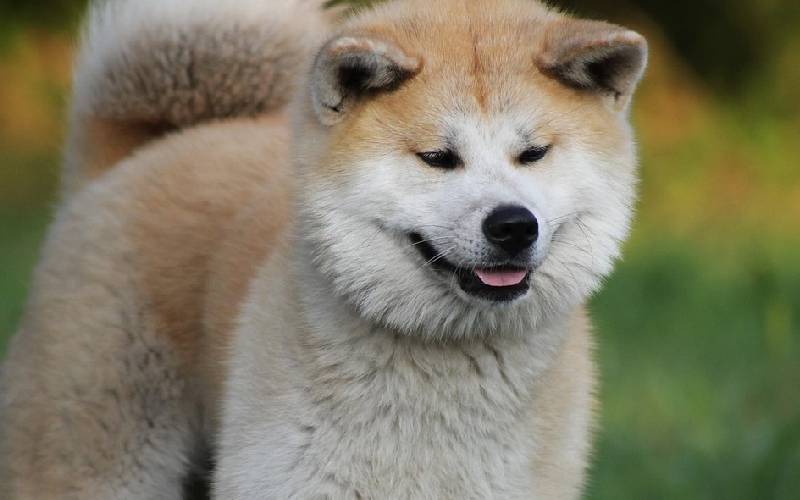 akita-e-shiba