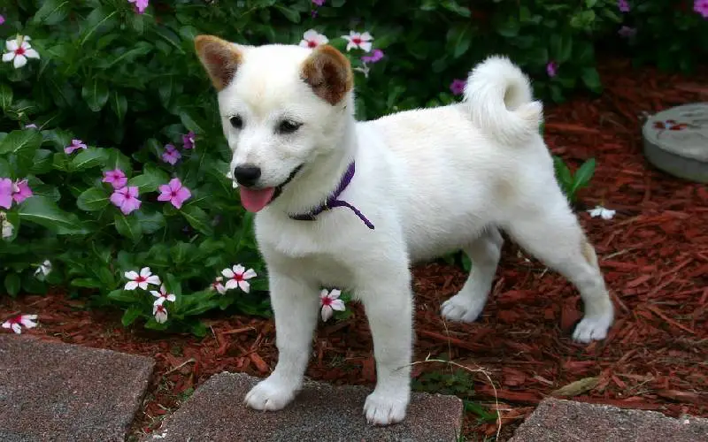 akita-e-shiba