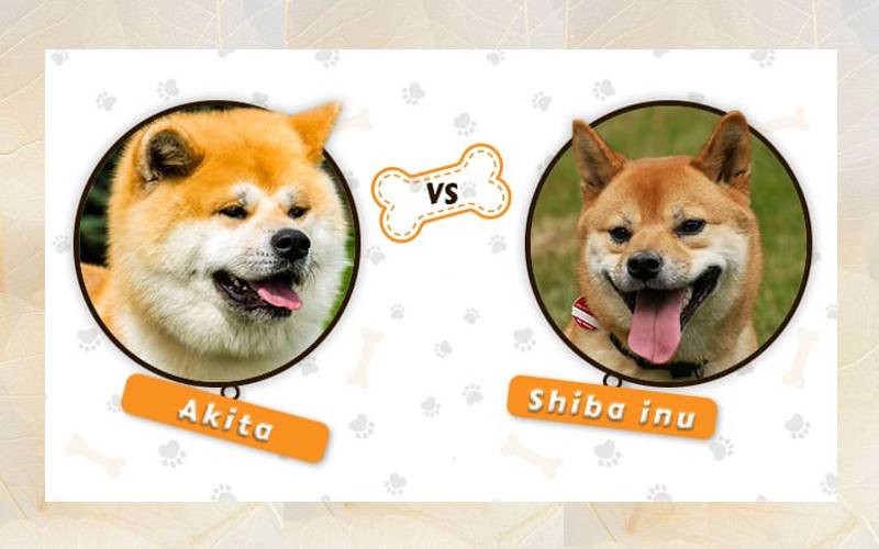 akita-e-shiba