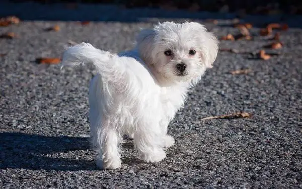 raças de cães mais dóceis e amigáveis