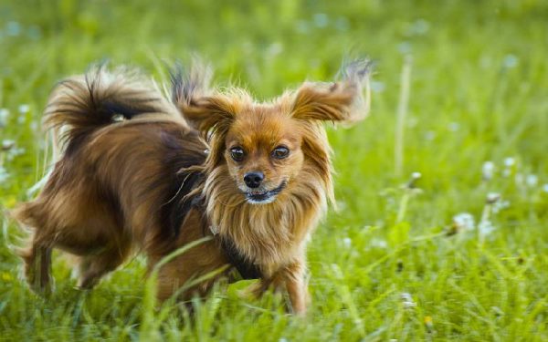 raças de cães mais dóceis e amigáveis