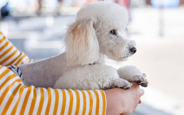 raças de cães mais dóceis e amigáveis