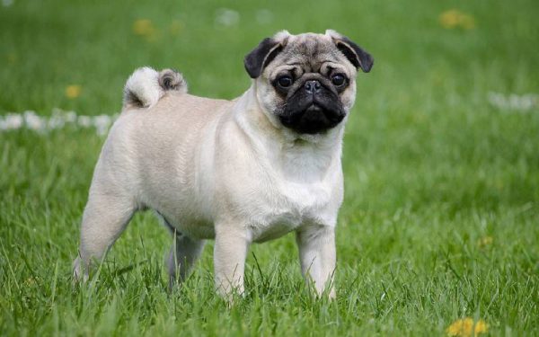 raças de cães mais dóceis e amigáveis