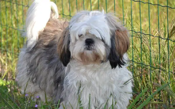 raças de cães mais dóceis e amigáveis