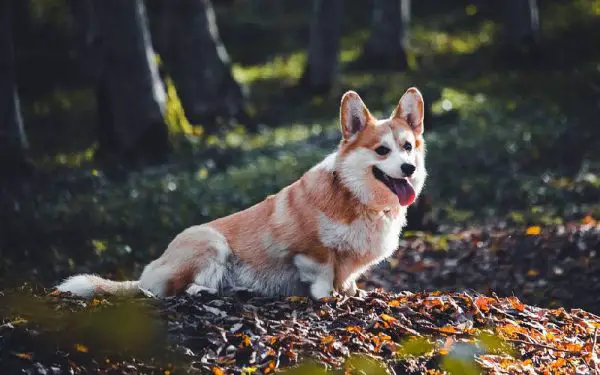 raças de cães mais dóceis e amigáveis