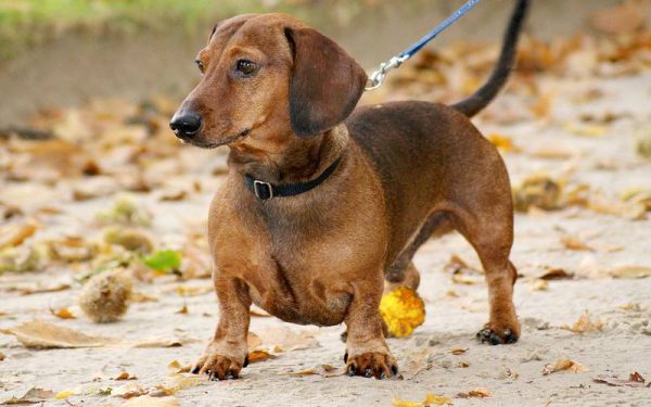 raças de cães mais dóceis e amigáveis