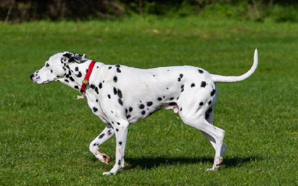 raças de cães mais dóceis e amigáveis