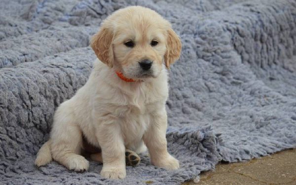 raças de cães mais dóceis e amigáveis