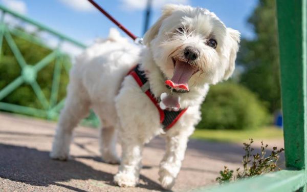 raças de cães mais dóceis e amigáveis