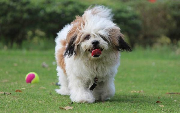 raças de cães mais dóceis e amigáveis