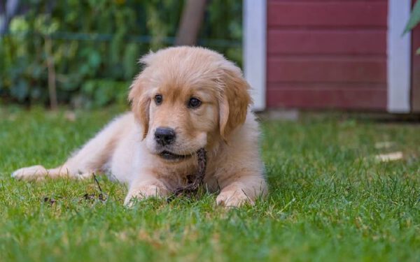 Cachorro destruindo tudo: dicas para resolver o problema